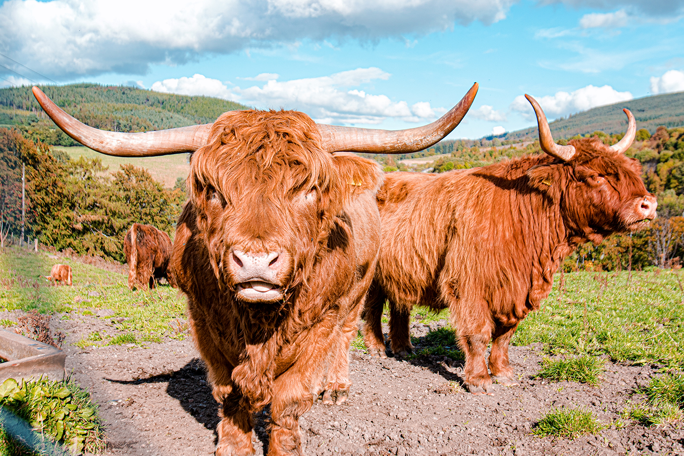 Hiking the Speyside Way in Scotland by Yvonne Hartmann