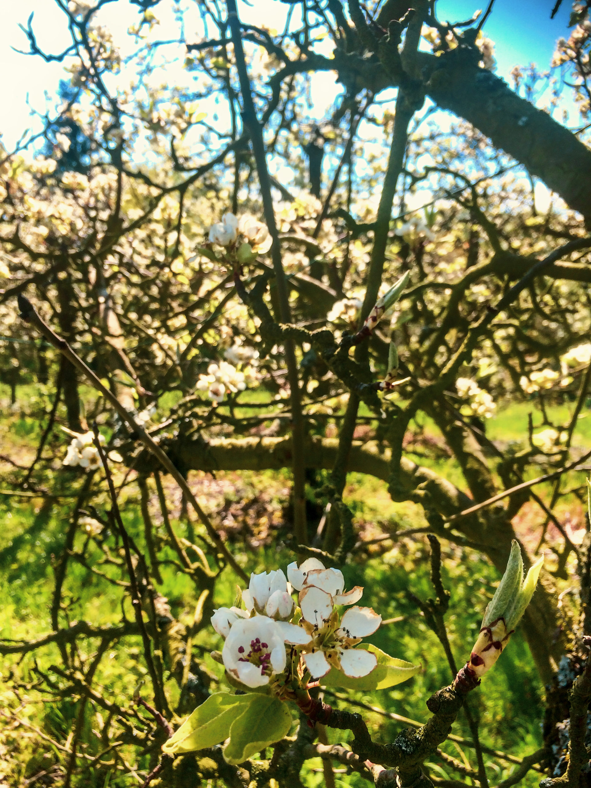 Hiking and Drinking - Kaiserstuhl by Dan Cole