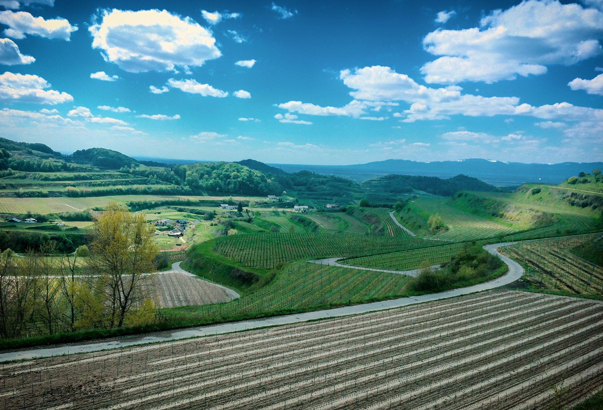 Hiking and Drinking - Kaiserstuhl by Dan Cole