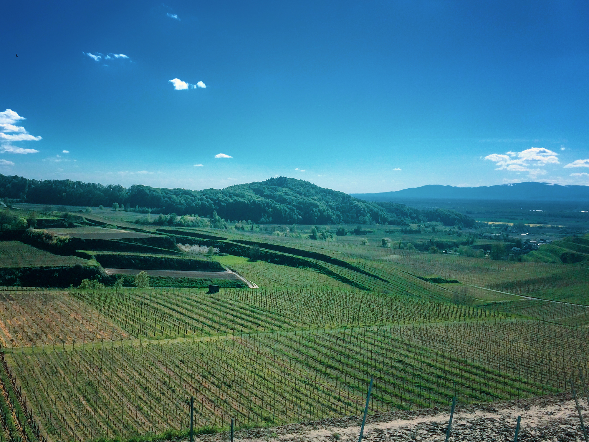 Hiking and Drinking - Kaiserstuhl by Dan Cole