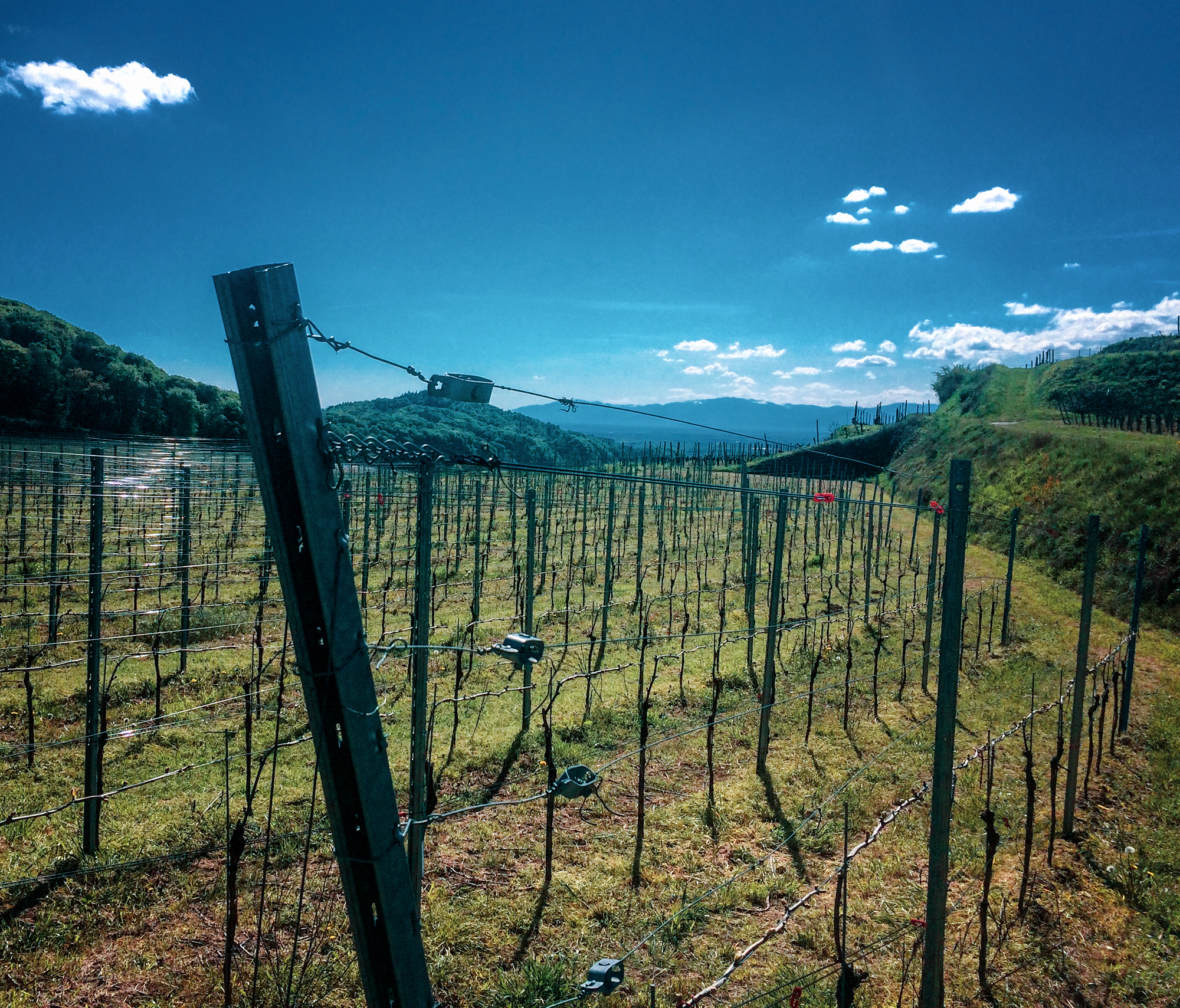 Hiking and Drinking - Kaiserstuhl by Dan Cole