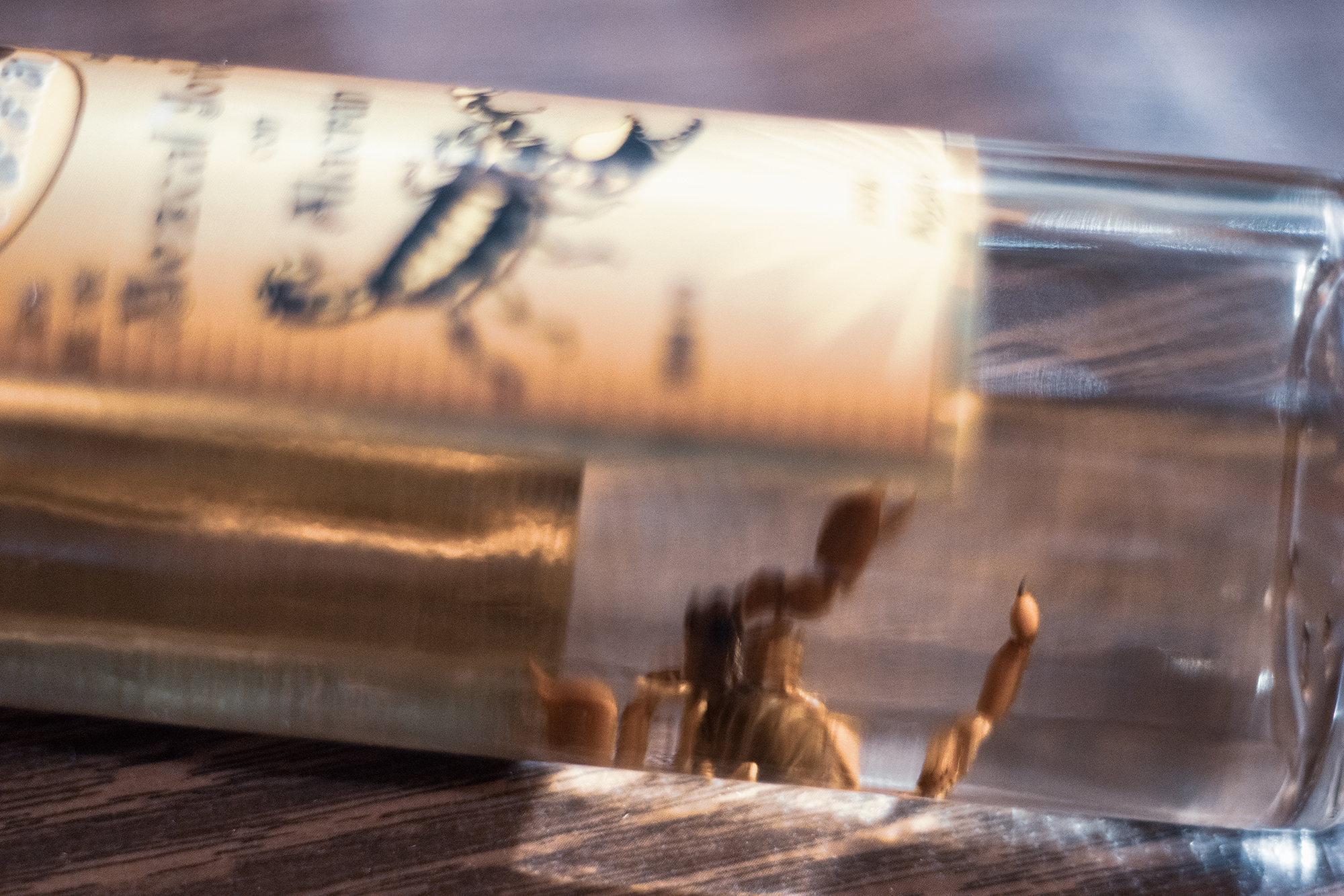 Hiking and Drinking - Bottle of Rey de Matatlan Mezcal (Oaxaca, Mexico) by Yvonne Hartmann